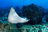 Eagle Ray On Reef, Galapagos