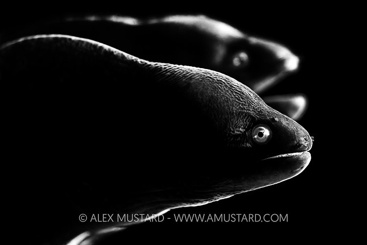 Mono Morays, Phiilippines