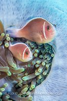 Anemonefish Pair, Malaysia