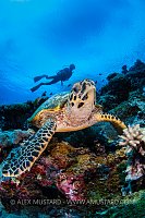 Hawksbill Turtle WIth Diver, Malaysia.