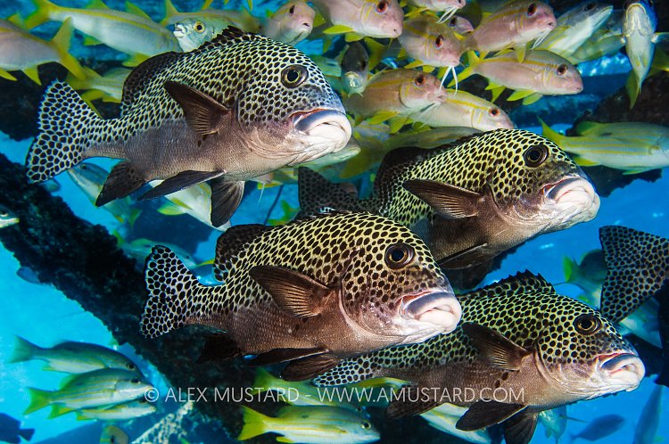 Sweetlips Spots, Malaysia