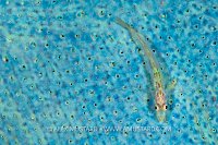 Goby On Sponge, Malaysia