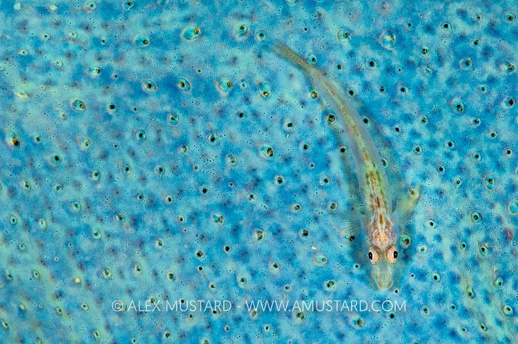 Goby On Sponge, Malaysia