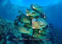 Bumphead Parrotfish School, Malaysia