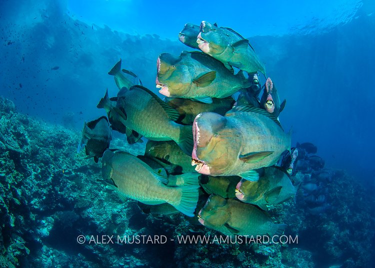 Bumphead Parrotfish School, Malaysia