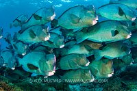 Bumphead Parrotfish School, Malaysia