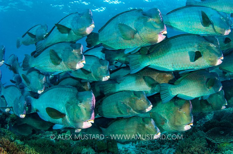 Bumphead Parrotfish School, Malaysia
