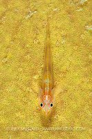 Goby On Sponge, Malaysia