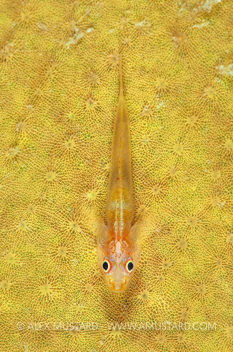Goby On Sponge, Malaysia