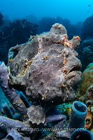 Giant Frogfish On Sponge, Malaysia
