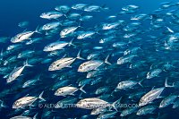 Schooling Jacks, Malaysia