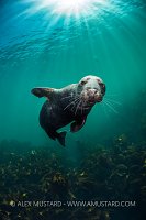 Grey Seal Portrait, UK