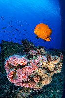 Garibaldi On Oil Rig, USA