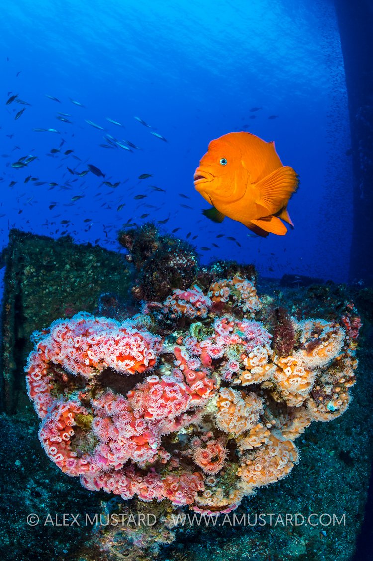 Garibaldi On Oil Rig, USA