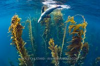 Sealion In Kelp Forest, USA