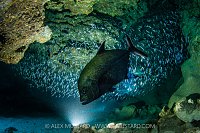 Jack Hunting Silversides, Cayman Islands