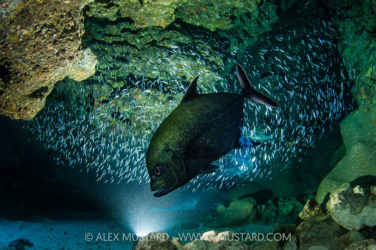 Jack Hunting Silversides, Cayman Islands