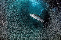 Tarpon Hunting Silversides, Cayman Islands