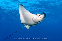 Eagle Ray, Cayman Islands