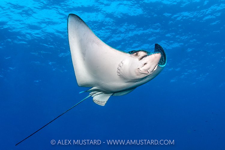 Eagle Ray, Cayman Islands