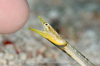 Pike Blenny And Finger, Cayman Islands