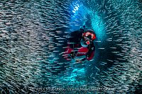 Diver With Silversides, Cayman Islands