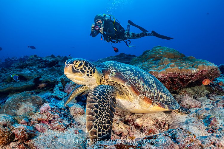 Green Turtle Survey, Maldives