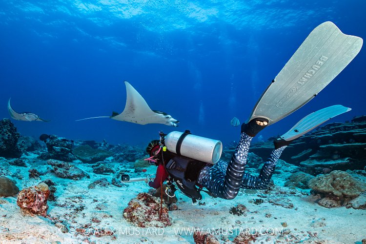 Studying Mantas, Maldives