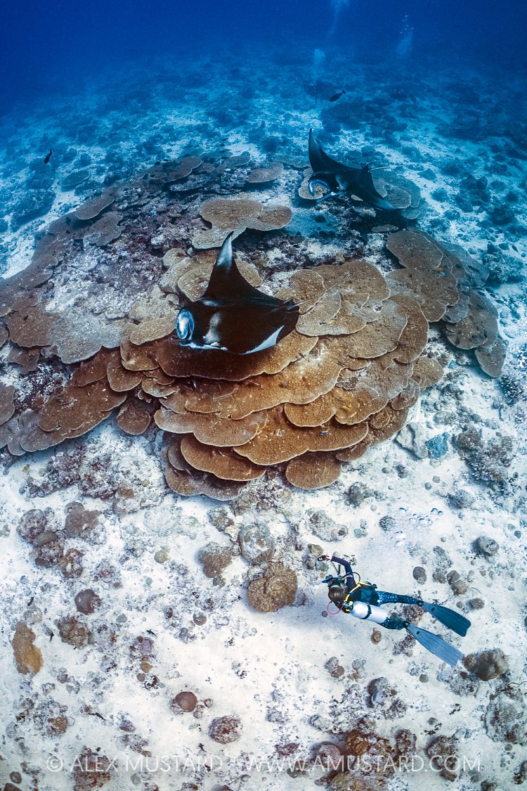 Diving With Mantas, Maldives