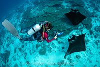Studying Mantas, Maldives