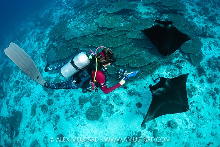 Studying Mantas, Maldives
