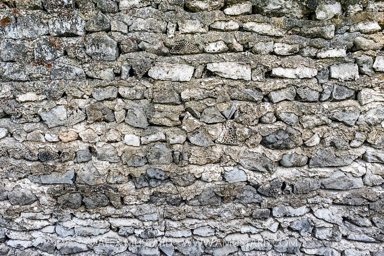 Hard Coral Wall, Maldives