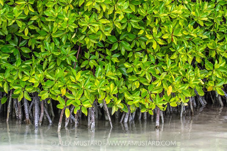 Mangrove Stand, Maldives