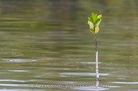 Young Mangrove Tree, Maldives