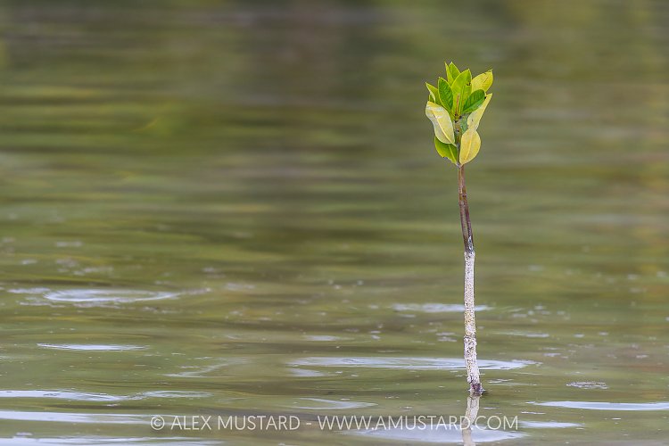 Young Mangrove Tree, Maldives