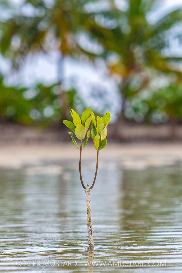 Young Mangrove Tree, Maldives