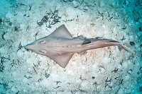Guitarfish On Seabed, Maldives