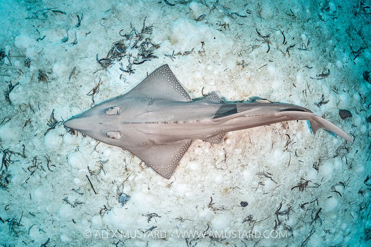 Guitarfish On Seabed, Maldives