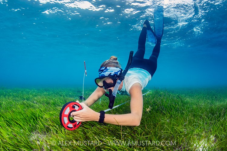 Seagrass Survey In The Maldives
