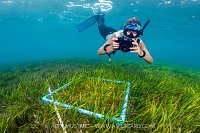 Seagrass Survey In The Maldives