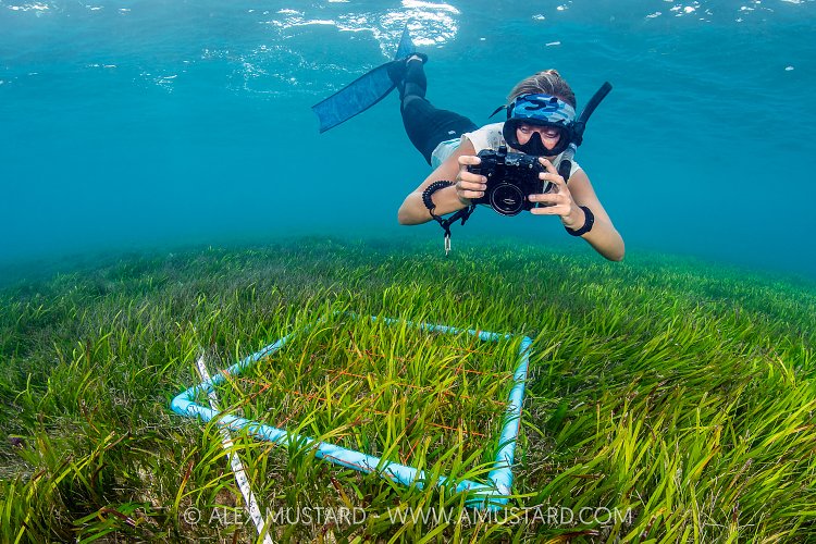 Seagrass Survey In The Maldives