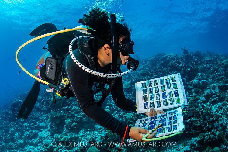 Reef Fish Surveys, Maldives
