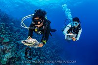 Reef Fish Surveys, Maldives