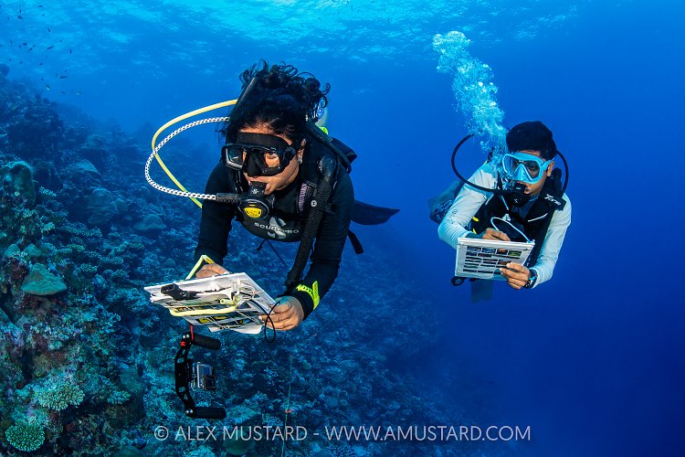 Reef Fish Surveys, Maldives