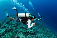 Reef Fish Surveys, Maldives