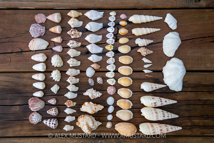 Sea Shells, Maldives