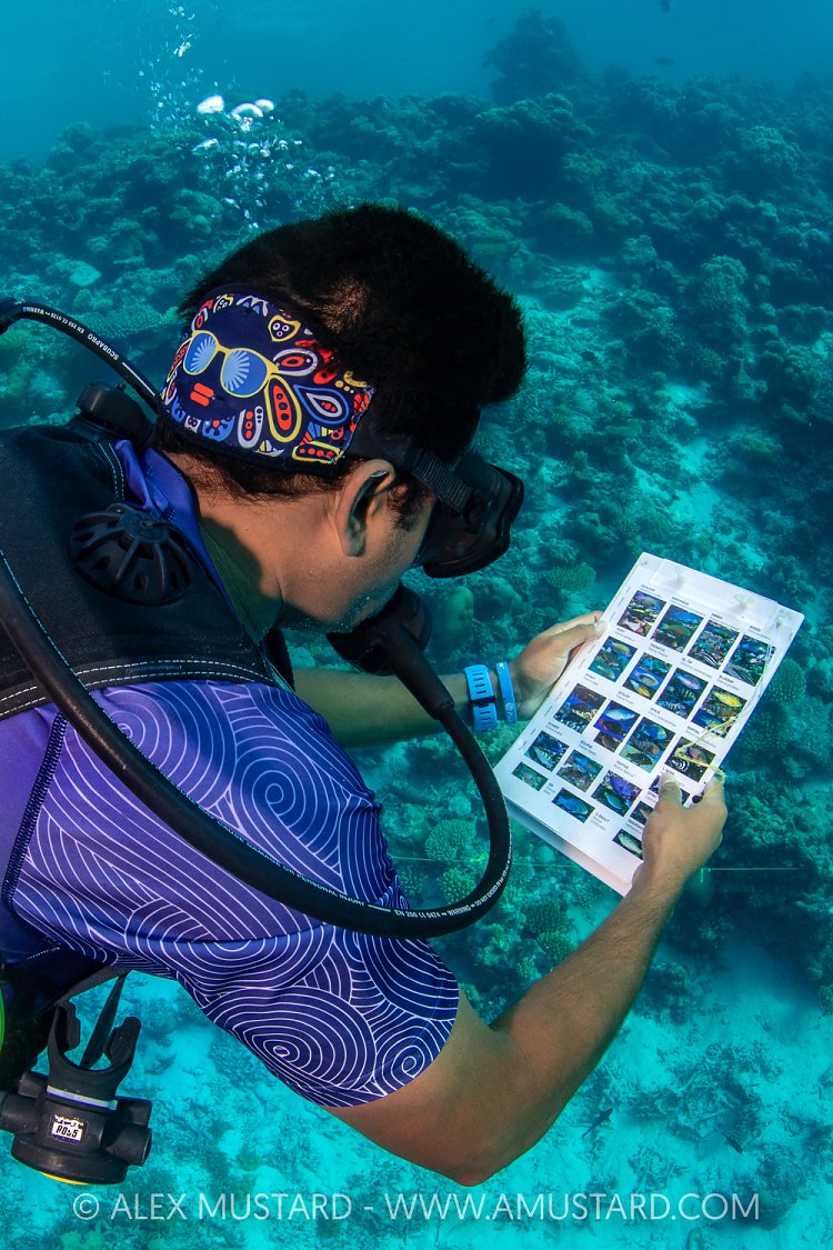 A marine biologist (from the Maldives Underwater Iniative, part of the Six Senses Resort) surveys reef fish on a coral reef. Laamu Atoll, Maldives. Indian Ocean.