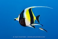 Cleaner Wrasse And Moorish Idol, Maldives