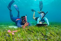 Surveying Seagrass, Maldives