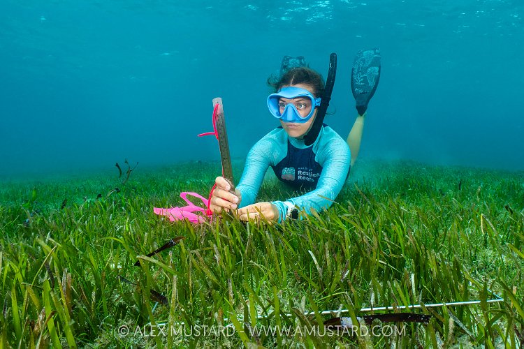 Surveying Seagrass, Maldives
